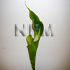 calla lilies green wholesale flowers